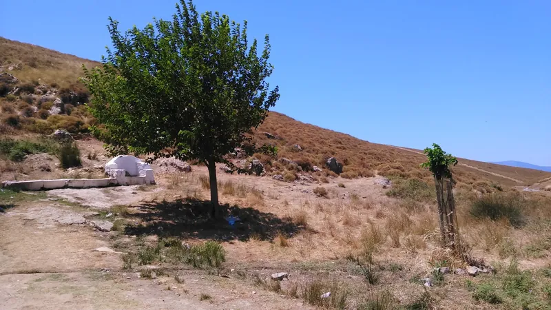 A single green tree beside a stone fountain on a dry hillside