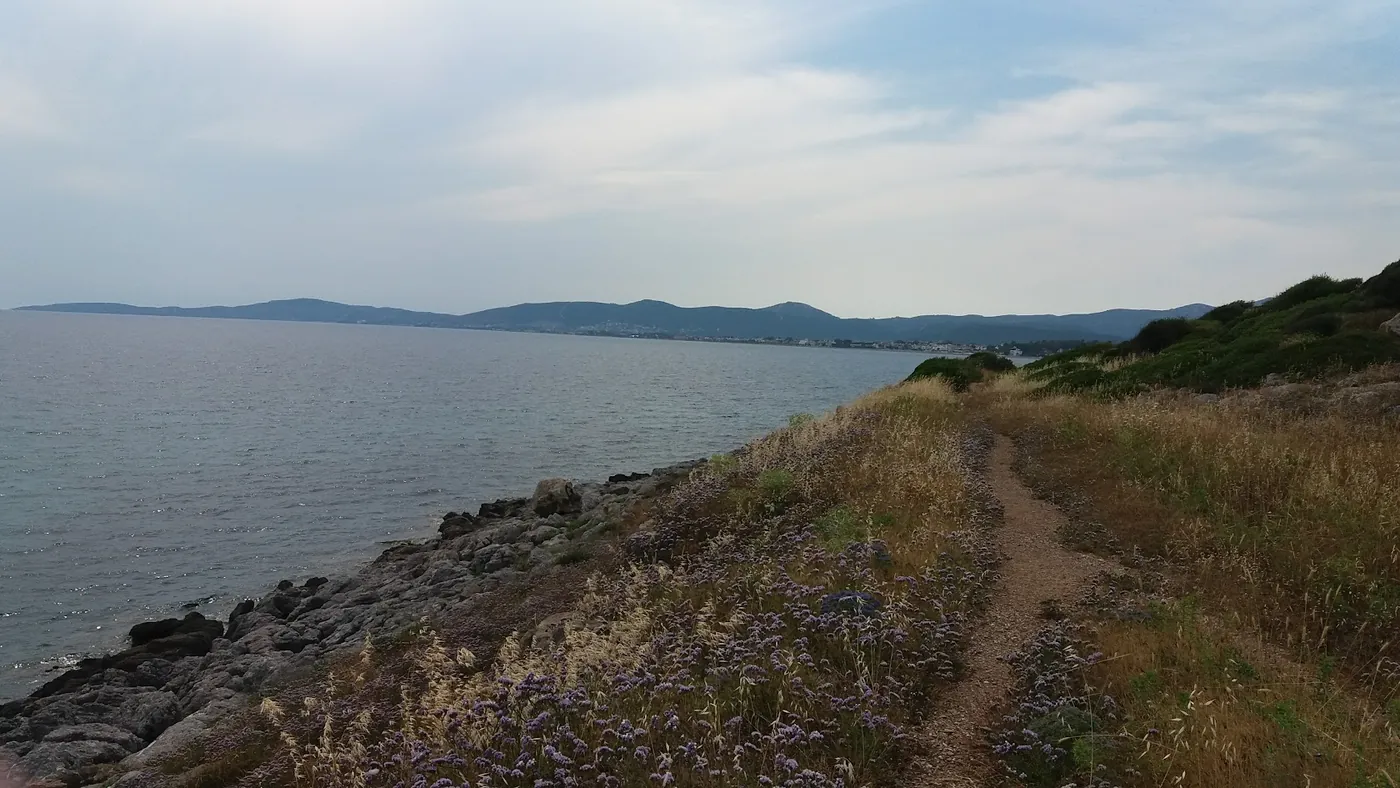 A footpath along the Aegean shore among purple sea lavender